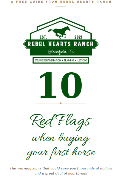 10 Red Flags to Watch for When Buying Your First Horse